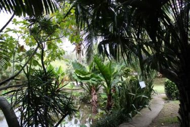 De esta forma, sus jardines botánicos son un buen lugar para descubrir las especies del Océano Índico, las cuales son en un alto porcentaje flora endémica.