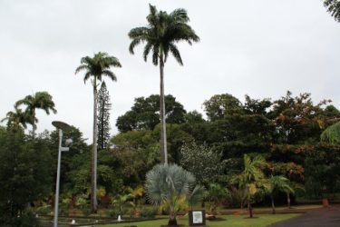 Hay varios jardines botánicos interesantes que visitar en La Reunión