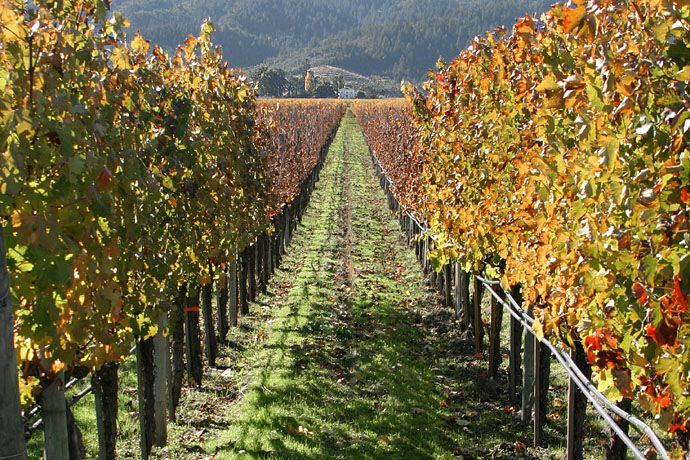 Napa es otro valle que conforma está recomendable ruta del vino