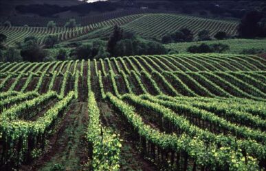 Los viñedos de Sonoma son muy llamativos y bonitos
